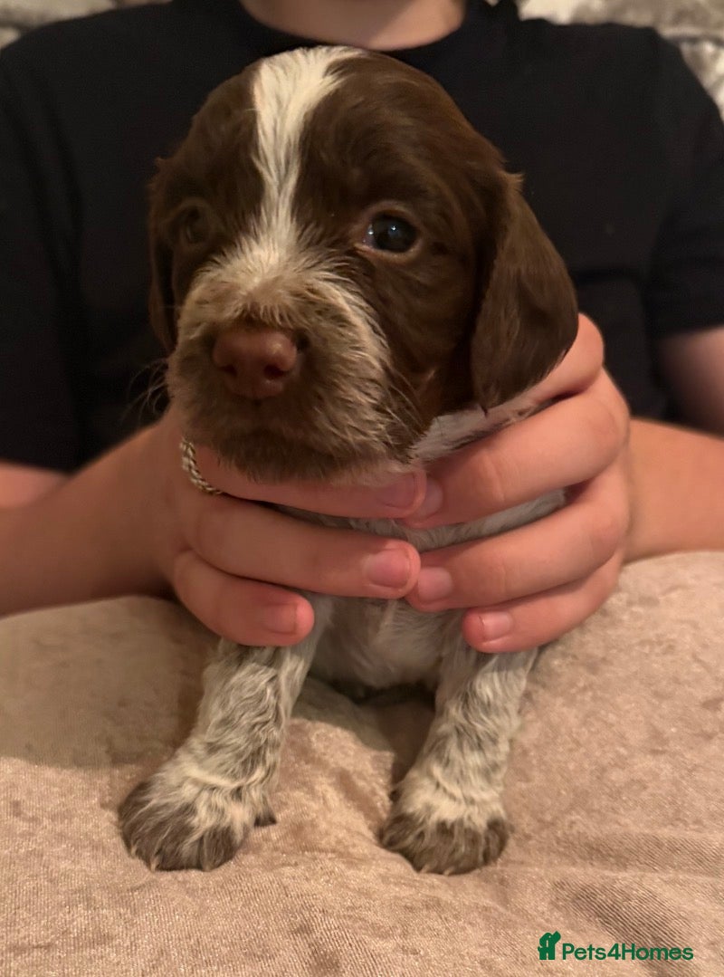 Cocker Spaniel dogs for sale: 4 cocker spaniel puppies left  - Advert 8