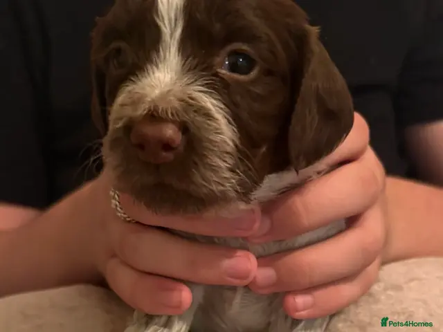 Cocker Spaniel dogs for sale: 4 cocker spaniel puppies left - Advert 8