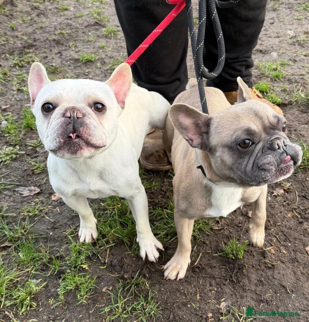 French Bulldog dogs for adoption: Cute brothers Kaiser & Chief want a forever home  - Advert 1