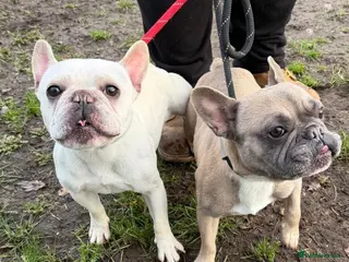 French Bulldog dogs Cute brothers Kaiser & Chief want a forever home - Advert 1