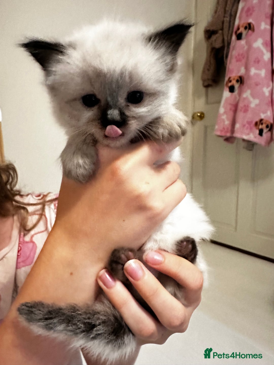 Ragdoll cats for sale: Beautiful Chocolate point Ragdoll kittens  - Image 11