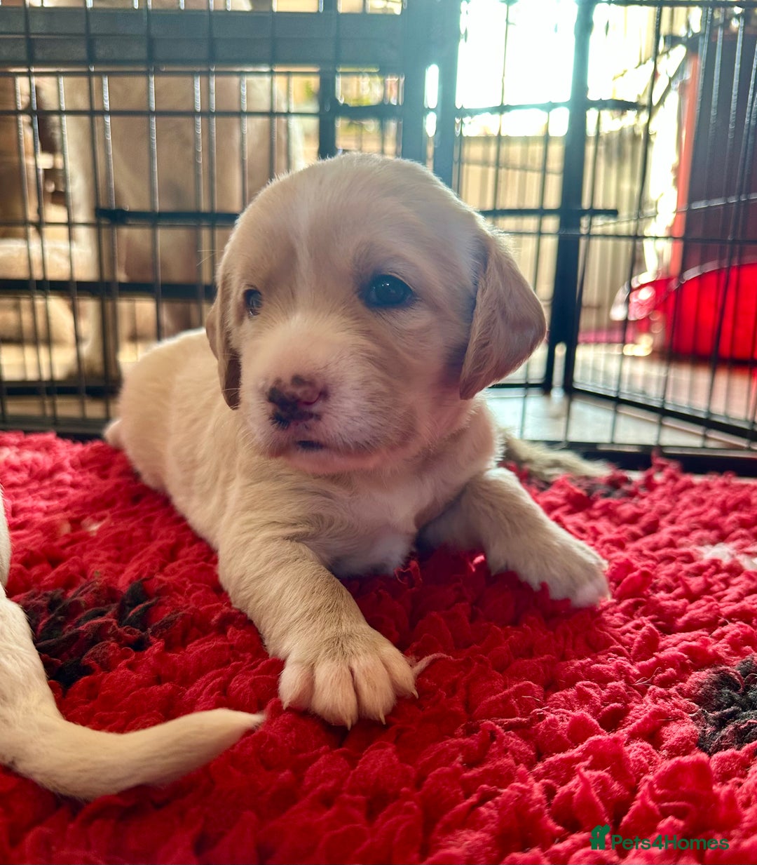 Labradoodle dogs for sale: Beautiful 50/50 British x Australian Labradoodles in Knighton - Image 22