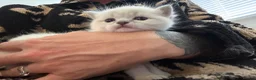Ragdoll cats for sale: 🐾 Adorable Male Ragdoll kitten for sale  - Advert 4