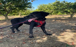 Mixed Breed dogs for adoption: Lovely Leah - Image 29
