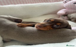 Miniature Dachshund dogs for sale: Miniature Dachshund  - Image 36