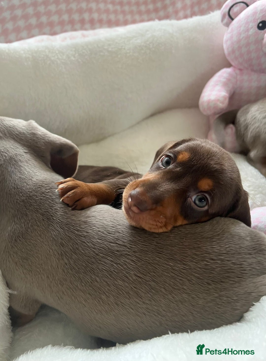 Miniature Dachshund dogs for sale: Miniature Dachshund  - Image 36