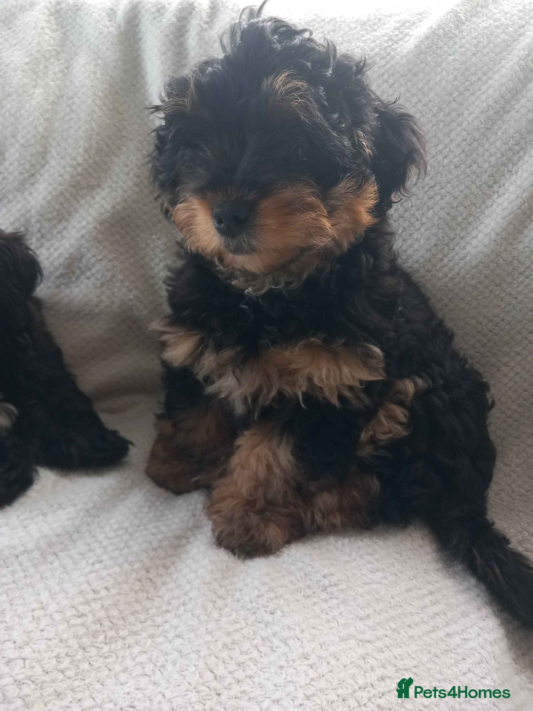 Shihpoo dogs for sale: Teddy Bear Shih Poo Girl – Super Fluffy  - Advert 1