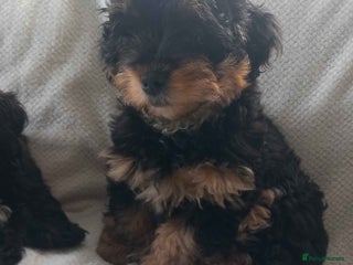 Shihpoo dogs Teddy Bear Shih Poo Girl – Super Fluffy - Advert 4