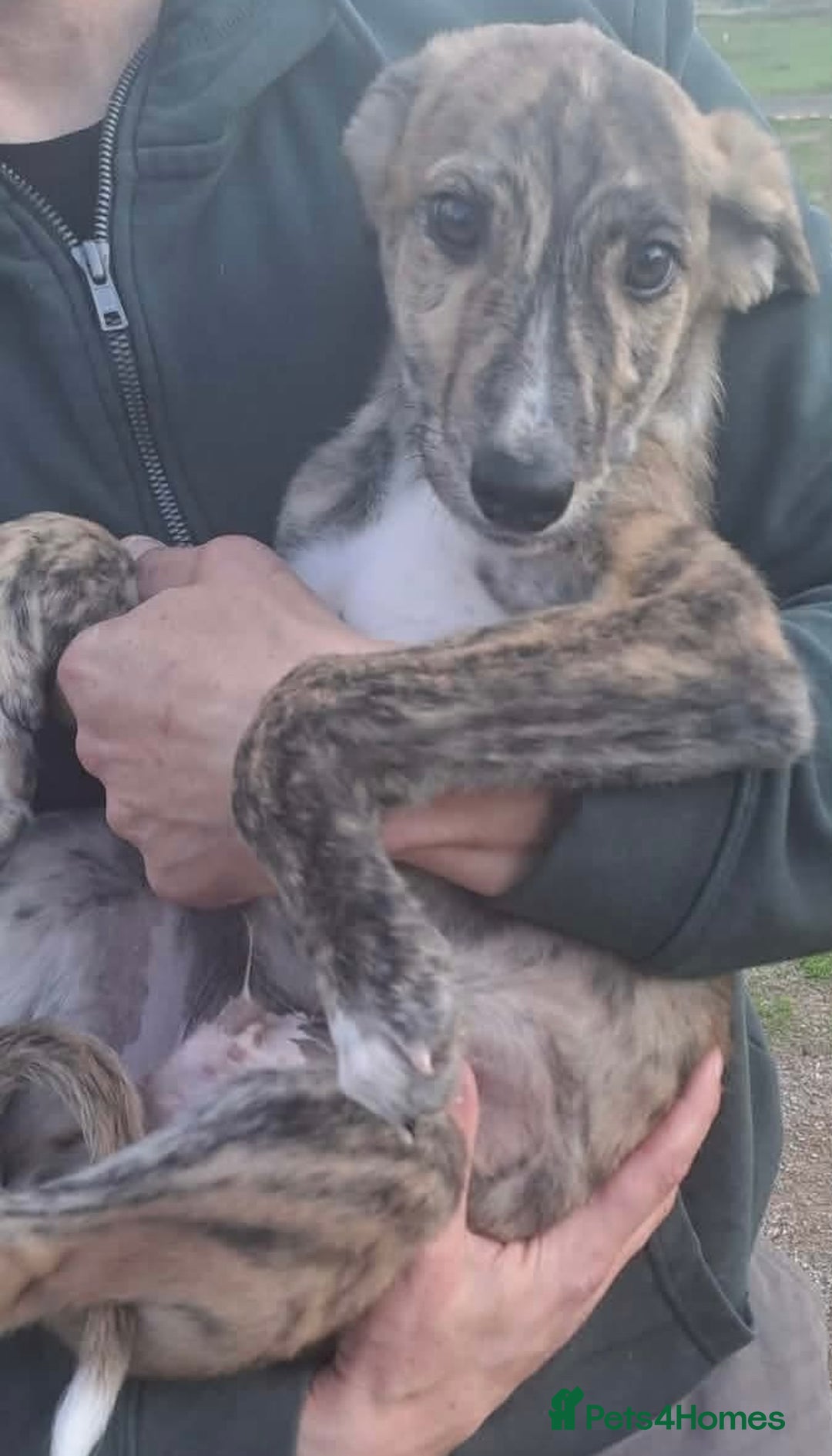 Mixed Breed dogs for adoption: Taz needs a loving home  - Advert 3