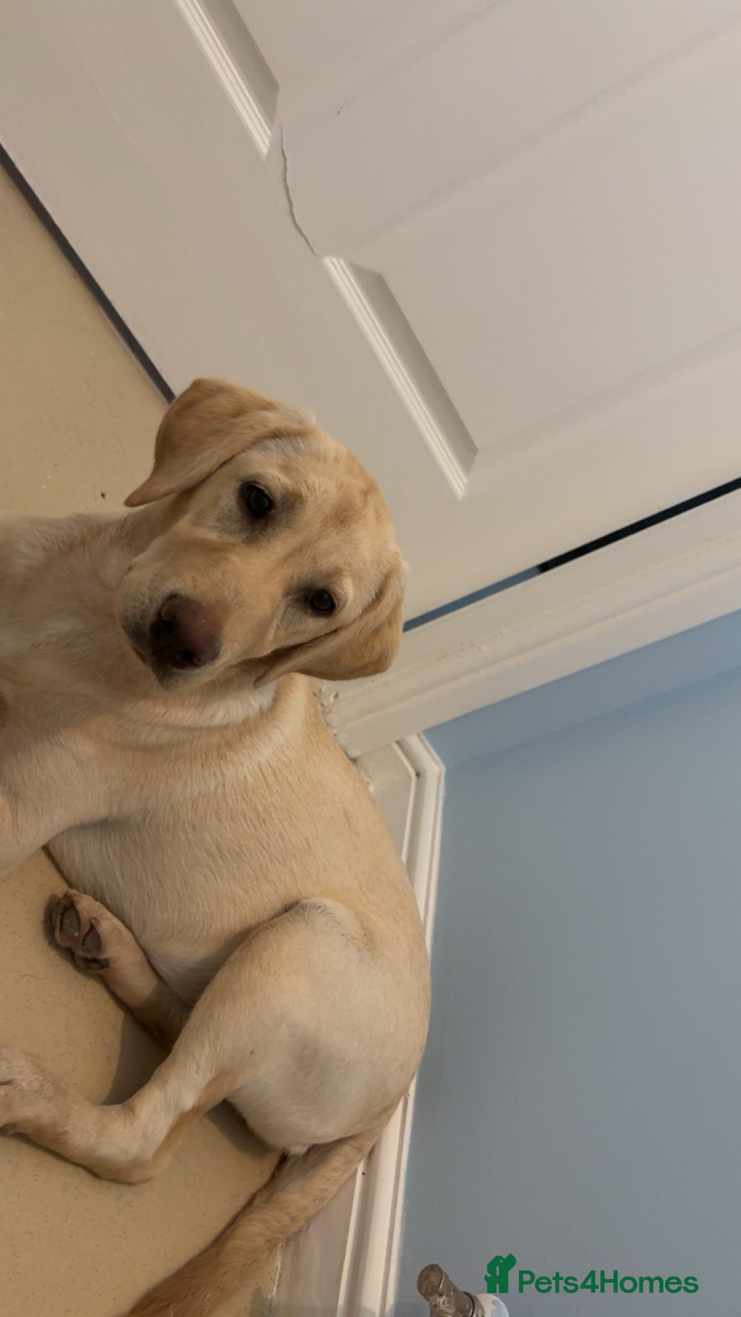 Labrador Retriever dogs for sale: 10 month old female yellow lab  - Image 3