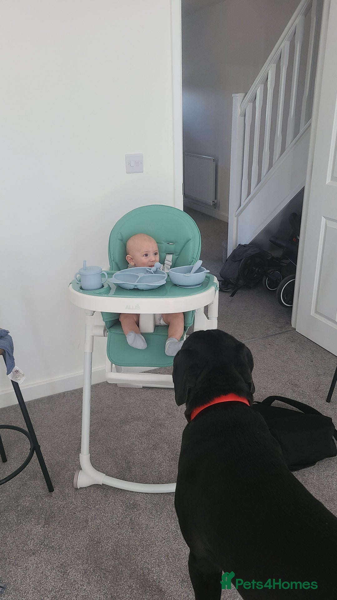 Cane Corso dogs for sale: Cane Corse Black- 2 years old - Advert 5