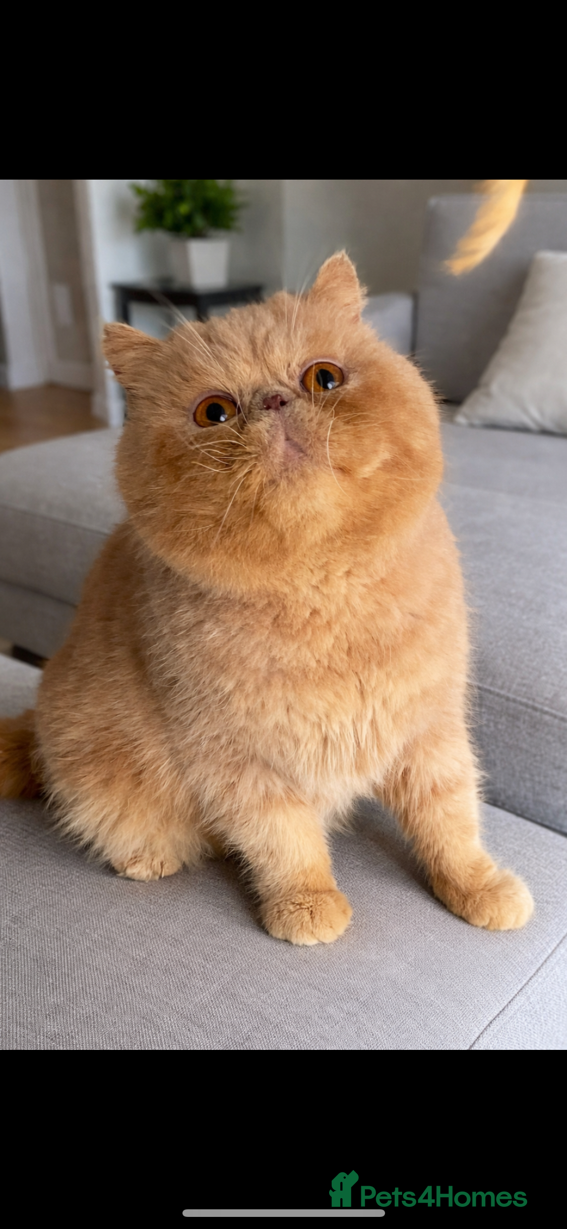 Exotic cats  Cream Male exotic shorthair 5 years old  - Advert 11