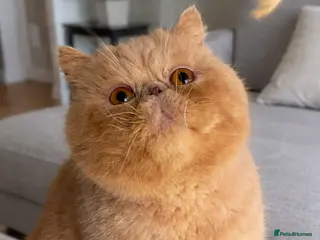 Exotic cats Cream Male exotic shorthair 5 years old - Advert 11