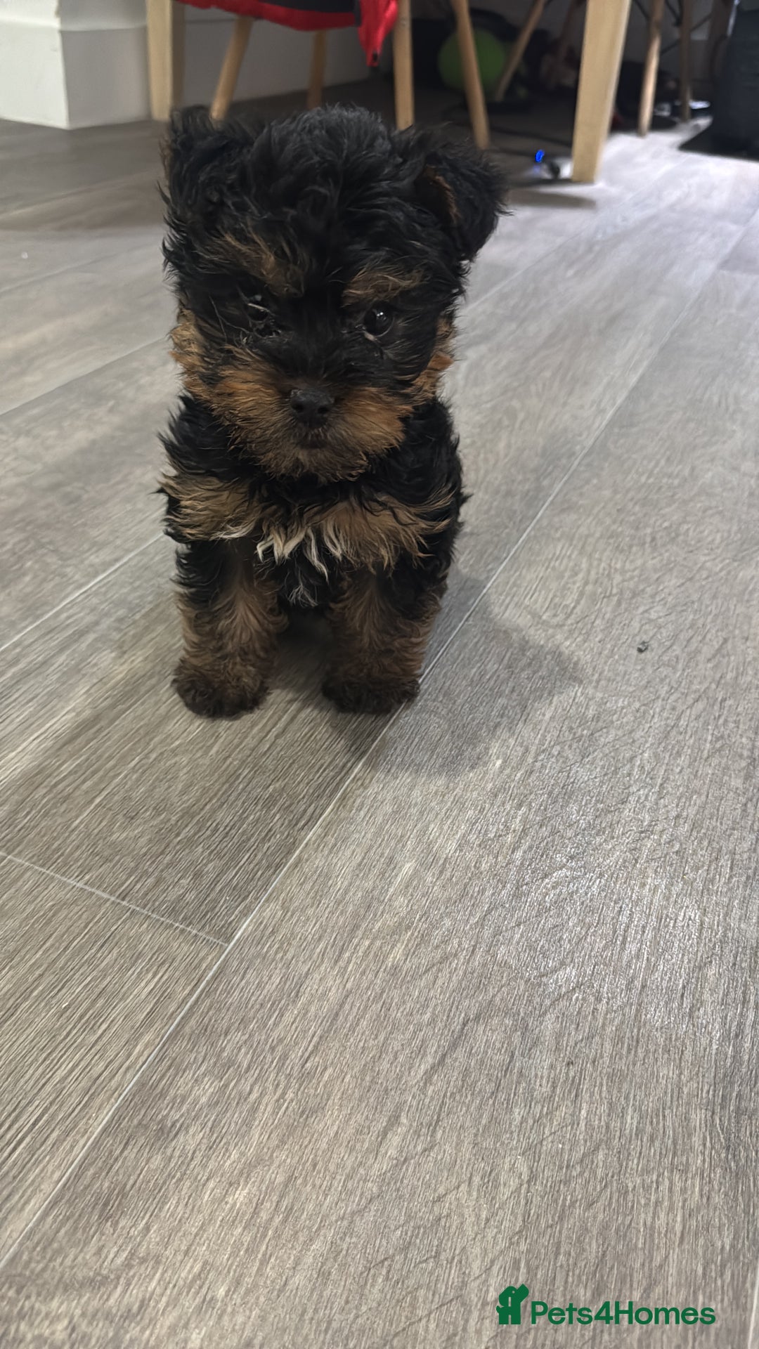 Yorkshire Terrier dogs for sale: 🐾 Adorable Yorkshire Terrier Puppy 🐶 - Advert 5