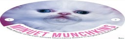 Napoleon cats for sale: White blue & Odd eyes Minuet Persian Munchkins  - Advert 9