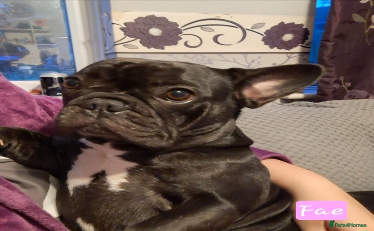 French Bulldog dogs - Advert 1