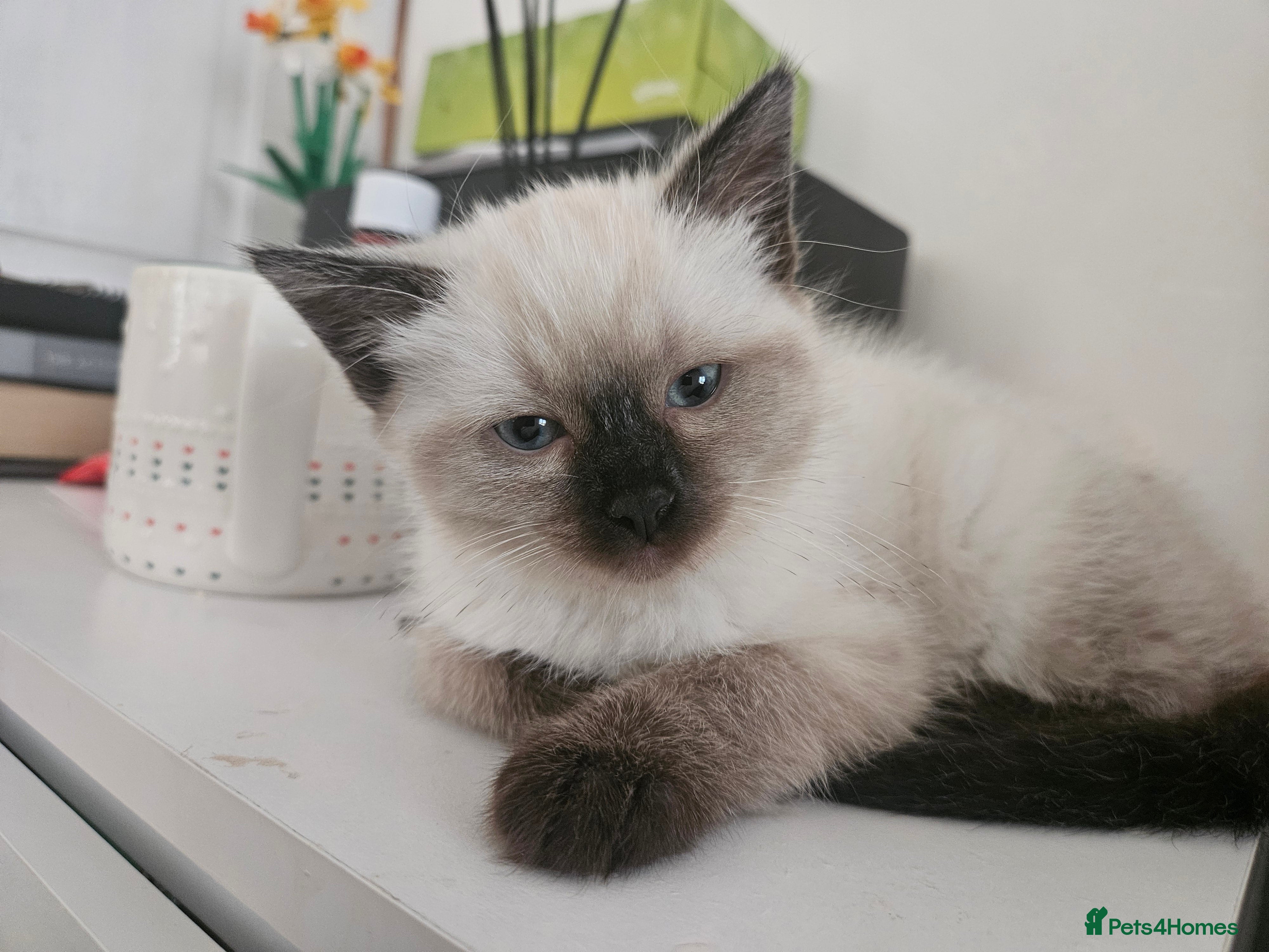 Ragdoll cats Beautiful Ragdoll X kitten ready next week - Advert 15
