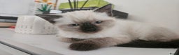 Ragdoll cats for sale: Beautiful Ragdoll X kitten ready next week - Advert 1