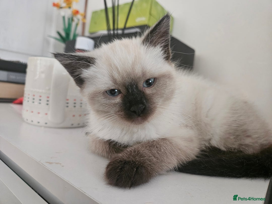 Ragdoll cats for sale: Beautiful Ragdoll X kitten ready next week - Advert 1