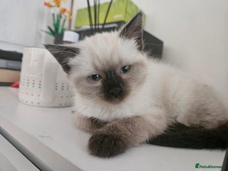 Ragdoll cats Beautiful Ragdoll X kitten ready next week - Advert 1