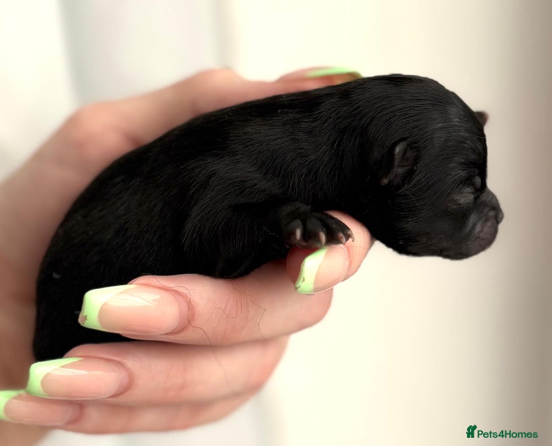 Pomeranian dogs for sale: 3 Little Girls Looking for Love! - Image 11