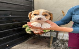 Beagle dogs for sale: Beagle puppies ready soon💕 - Image 8