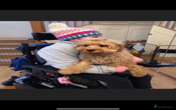 Cavapoo dogs for sale: Beautiful Health Tested F1 Cavapoos 🐶 - Image 21