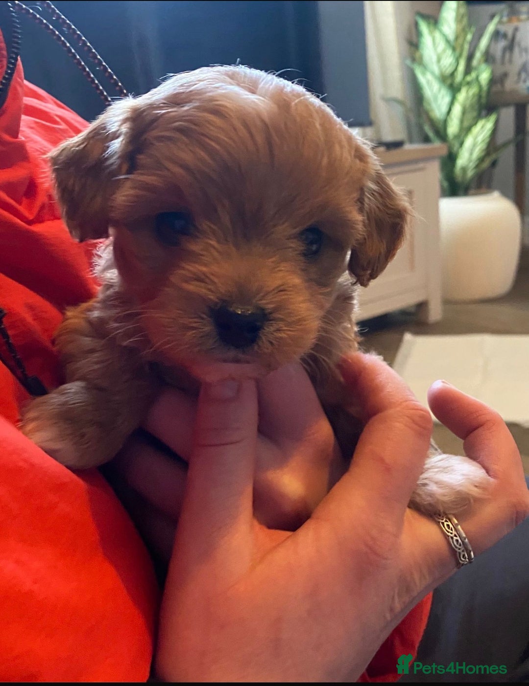 Cavachon dogs for sale: Toy Cavapoochons  - Advert 26