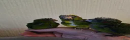 Mixed Breed birds for sale:  kakariki chicks hand tame  - Advert 29