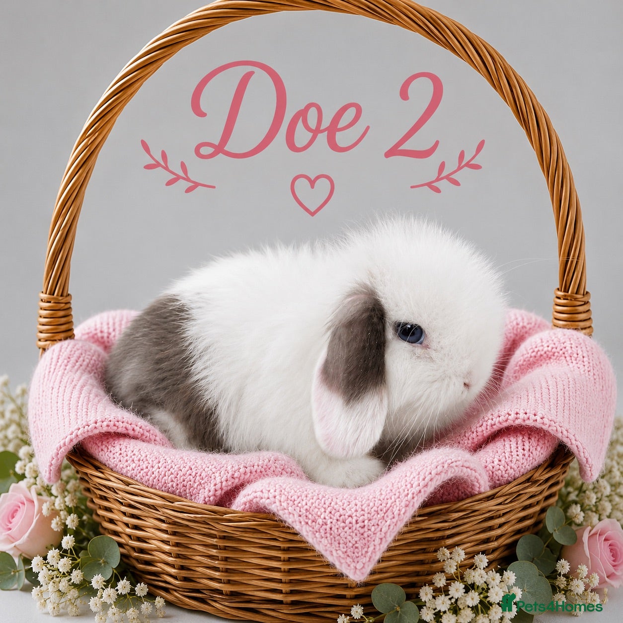 Mini Lop rabbits Chocolate & Brown VM Mini Lop Doe - Advert 16