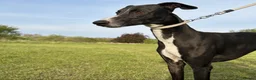 Whippet dogs for stud: Stud available - Bonnywhip Flacks - Advert 7