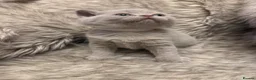 British Shorthair cats for sale: Supreme Champion Line British Shorthair Kittens - Advert 30