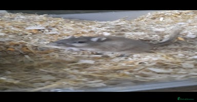 Gerbil rodents 3 gerbils +cage +supplies for sale  - Advert 5