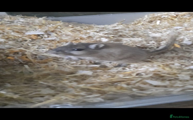 Gerbil rodents 3 gerbils +cage +supplies for sale  - Advert 2