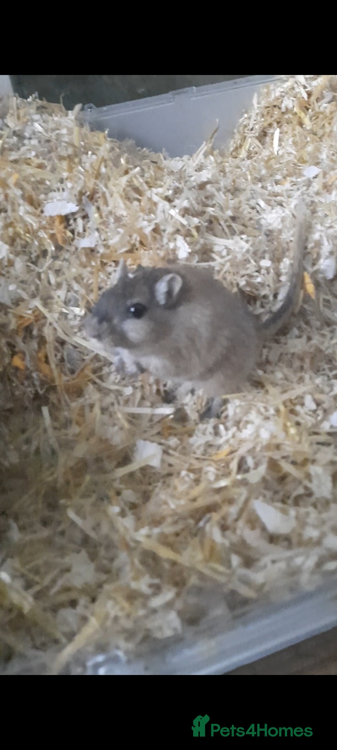 Gerbil rodents for sale: 3 gerbils +cage +supplies for sale  - Advert 2