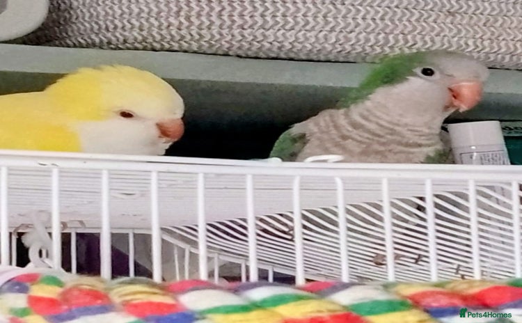 Parrots birds - Advert 3