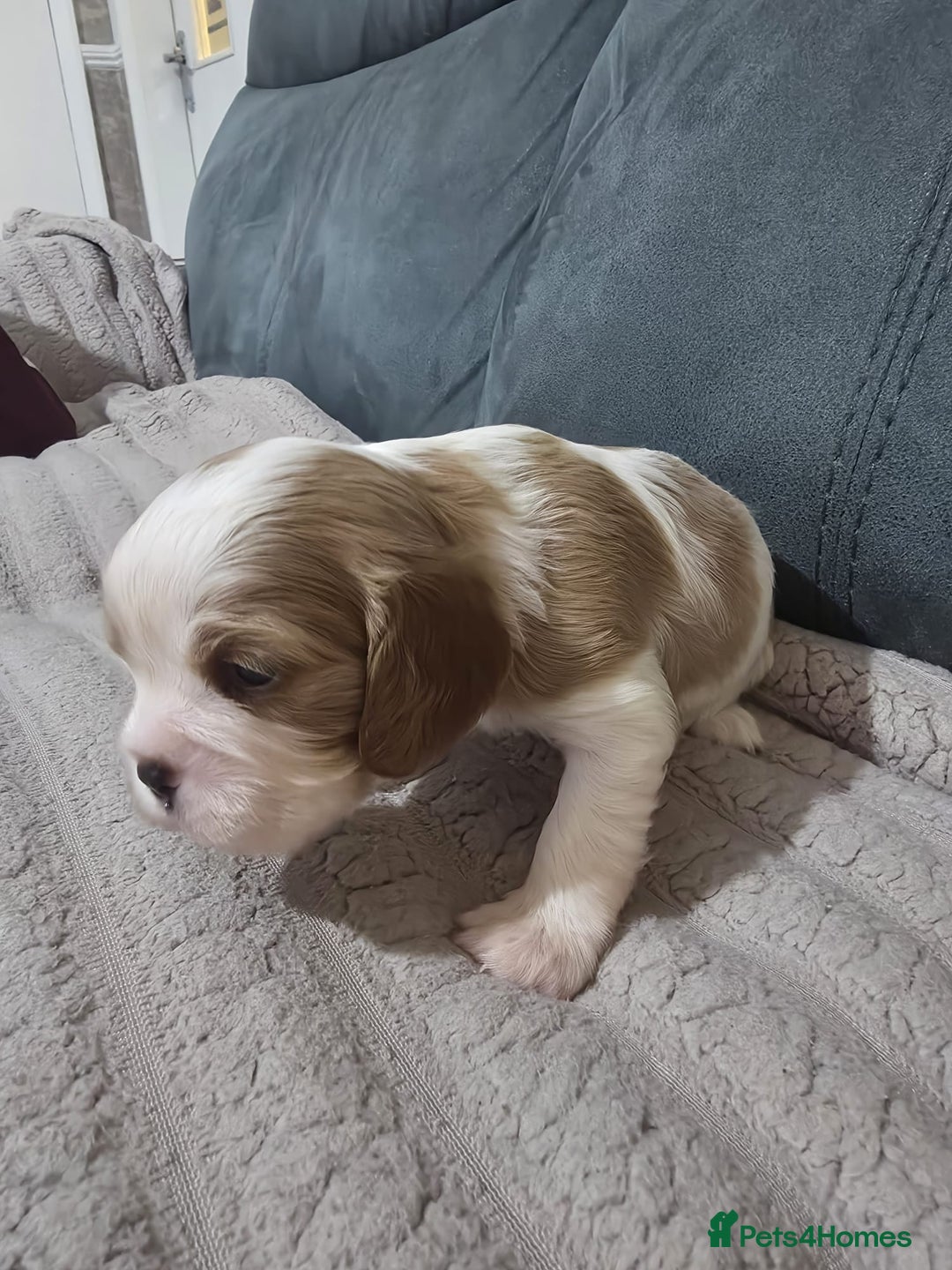 Cavalier King Charles Spaniel dogs for sale: Cavalier king charles puppies  - Advert 5