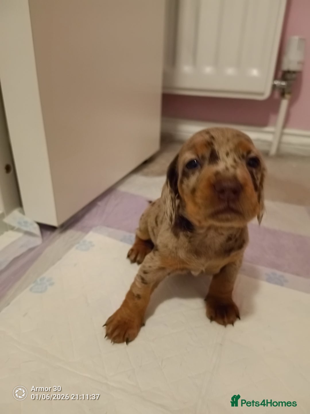 Miniature Dachshund dogs for sale: Miniature dachshund puppies  - Advert 4