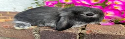 Mini Lop rabbits for sale: 6 mini lop babies RTL 10th September - Advert 8