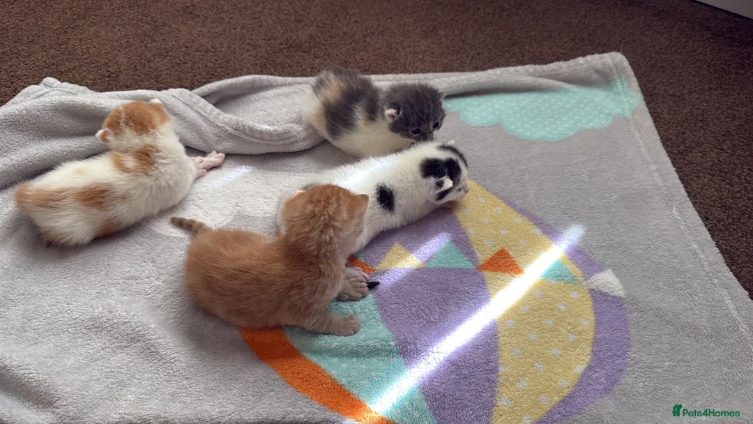 Mixed Breed cats for sale: Two beautiful kittens  in Carterton - Advert 2