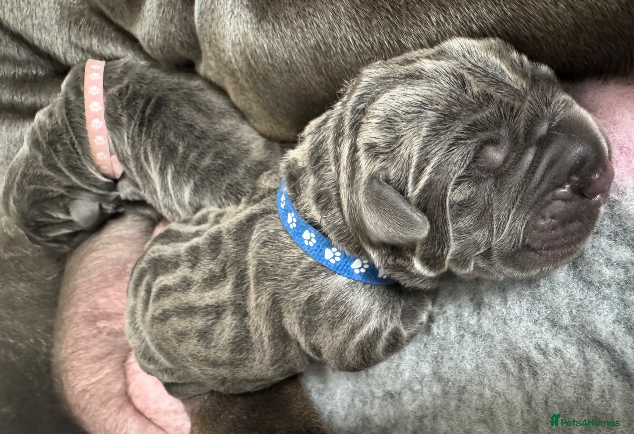Neapolitan Mastiff dogs Neapolitan mastiff puppies 1 girl grey/1 boy grey  - Advert 7