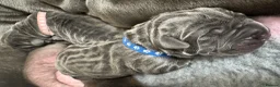 Neapolitan Mastiff dogs for sale: Neapolitan mastiff puppies 1 girl grey/1 boy grey  - Advert 1