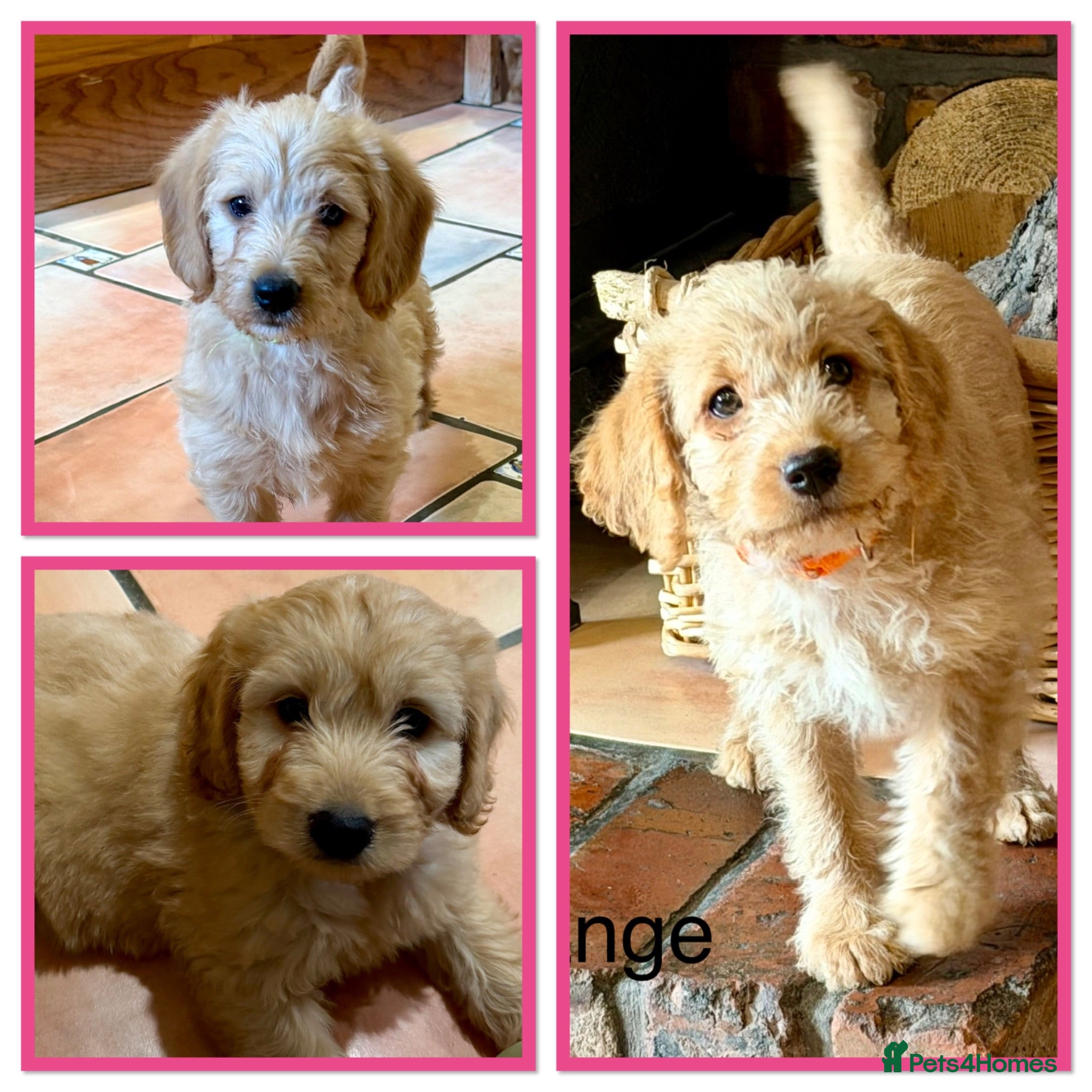 Labradoodle dogs Miniature Labradoodles frm licensed Exp breeder - Advert 1