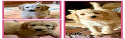 Labradoodle dogs for sale: Miniature Labradoodles frm licensed Exp breeder - Advert 1