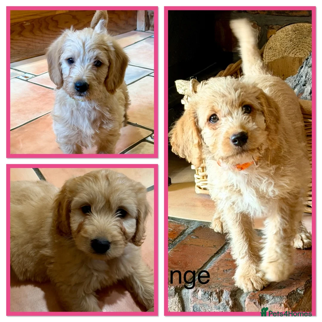 Labradoodle dogs for sale: Miniature Labradoodles frm licensed Exp breeder - Advert 1