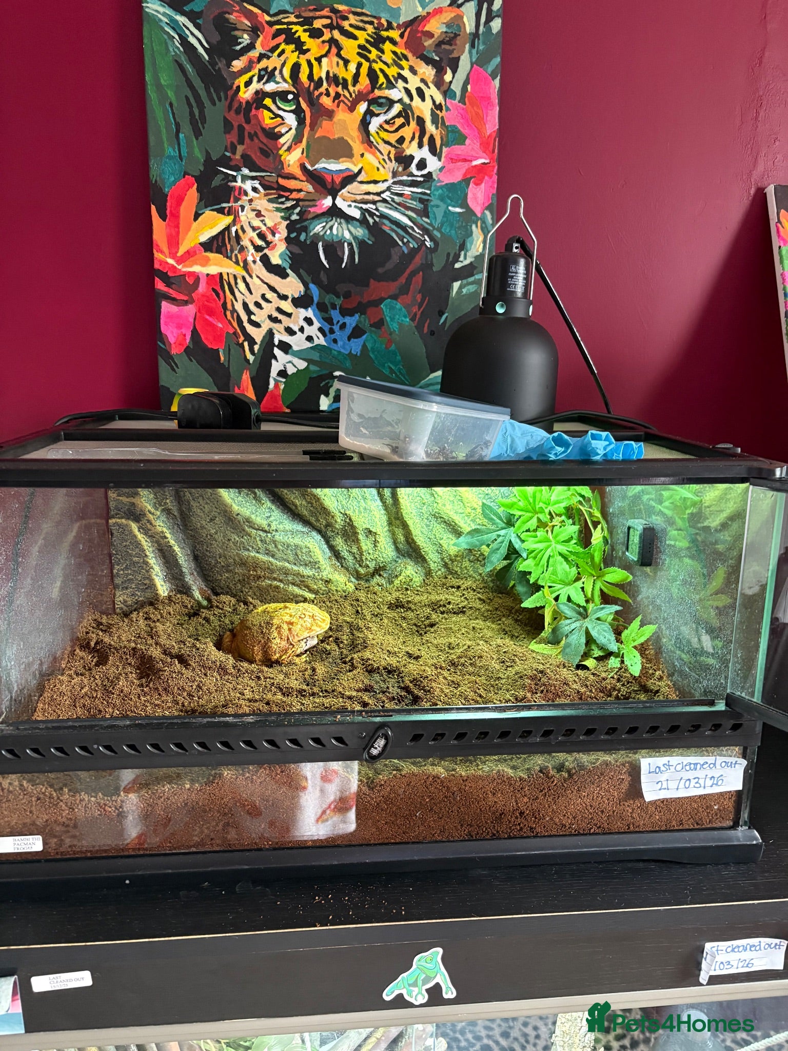 Frog reptiles Pacman frog - Advert 6