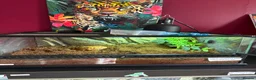 Frog reptiles for sale: Pacman frog in Ipswich - Advert 1