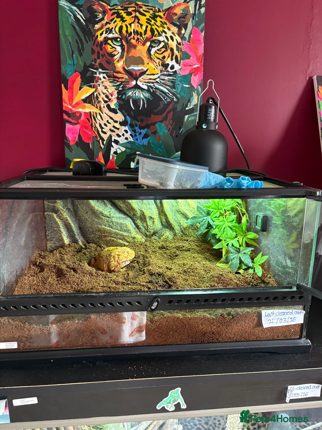 Frog reptiles for sale: Pacman frog in Ipswich - Advert 1