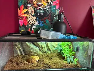 Frog reptiles Pacman frog - Advert 3
