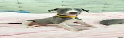 Whippet dogs for sale: Whippet puppies  - Advert 28